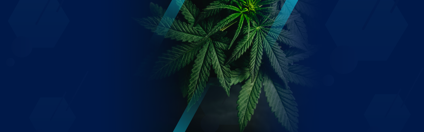 Una hoja de marihuana que representa las pruebas de detección de THC previas al empleo.